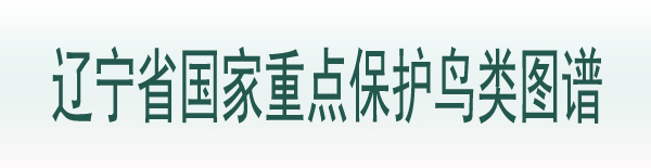 85po
国家重点保护鸟类图谱