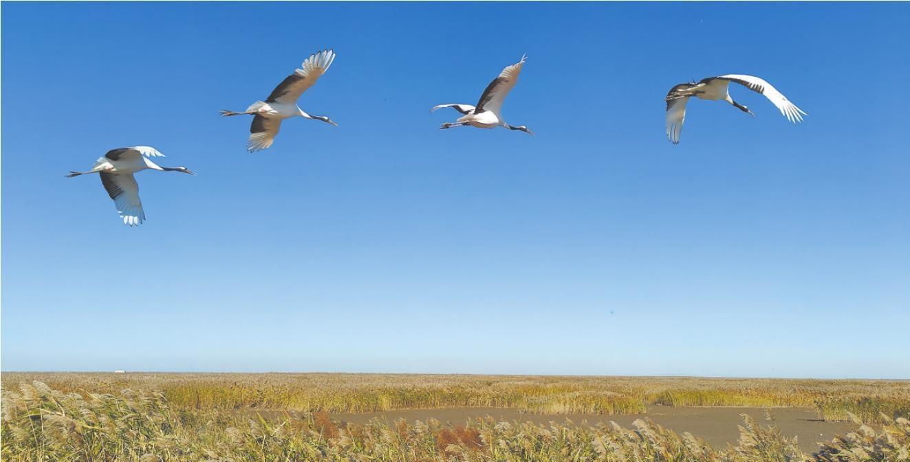 【辽报】盘锦缘何成为丹顶鹤迁徙中转站